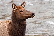 Wild female elk near water