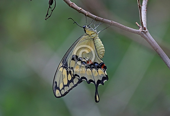 King Swallowtail