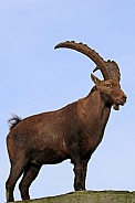 Alpine ibex (Capra ibex)
