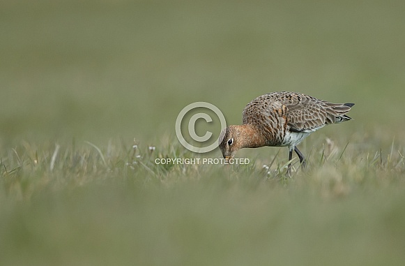 Black-tailed godwit