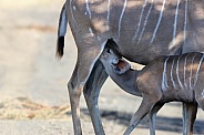 Antelope (Kudu)  baby and mom