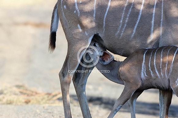 Antelope (Kudu) baby and mom Antelope (Kudu) baby and mom