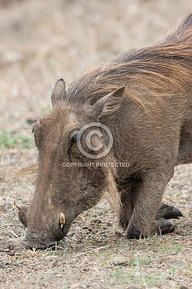 Warthog