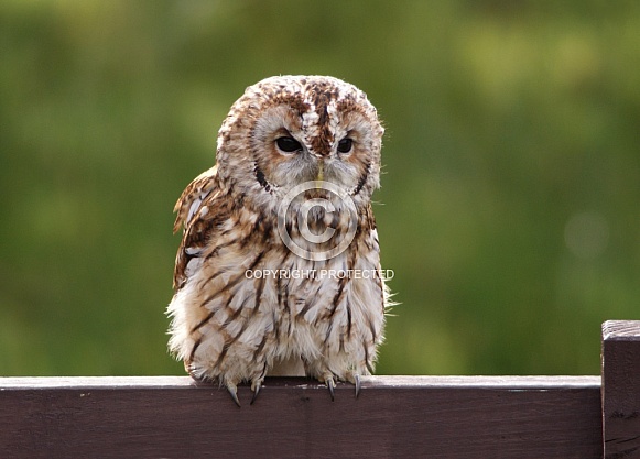 Tawny Owl