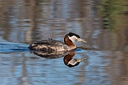 Red-necked Grebe Swimming in a Lake