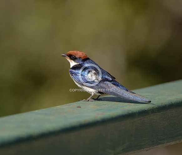 Wire-tailed Swallow Wire-tailed Swallow