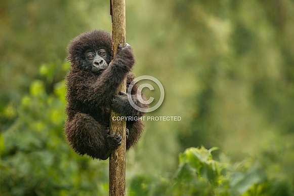 Wild mountain gorilla in the nature habitat