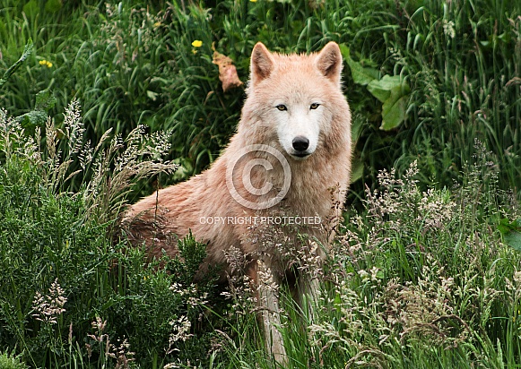 Arctic Wolf Sitting in Grass Looking Forward