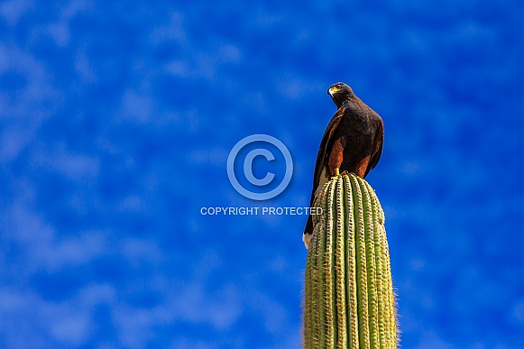 Harris Hawk