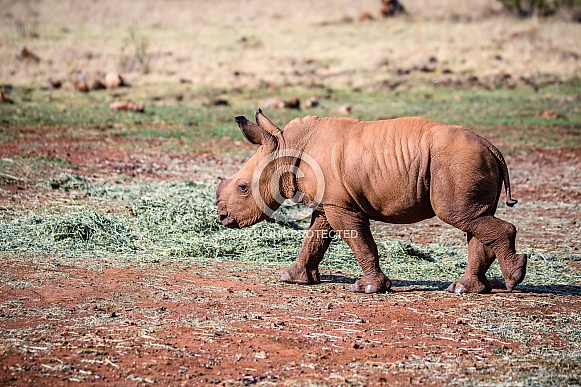 White Rhino Calf White Rhino Calf