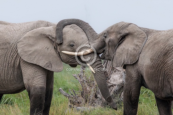African Bush Elephant African Bush Elephant