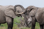 African Bush Elephant