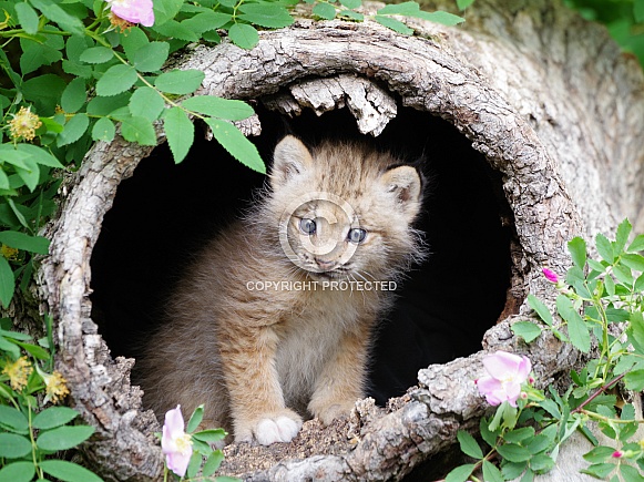 Canadian lynx kitten