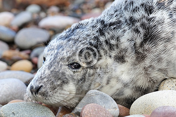 Grey seal pup on pebbles