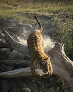Tiger (1 of 4)