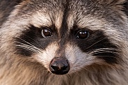 Close Up Raccoon Eyes