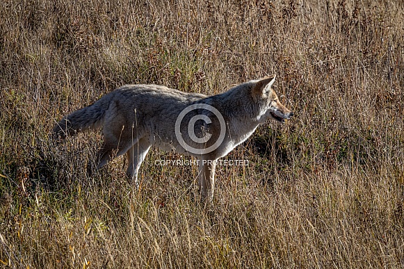 Coyote