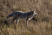 Coyote