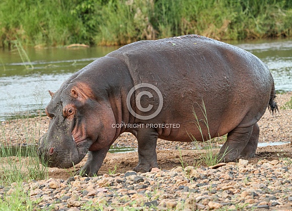 Hippopotamus