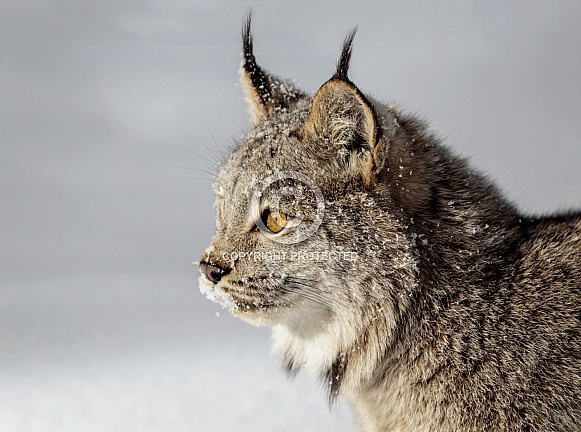 Canada Lynx-Canada Lynx Up Close