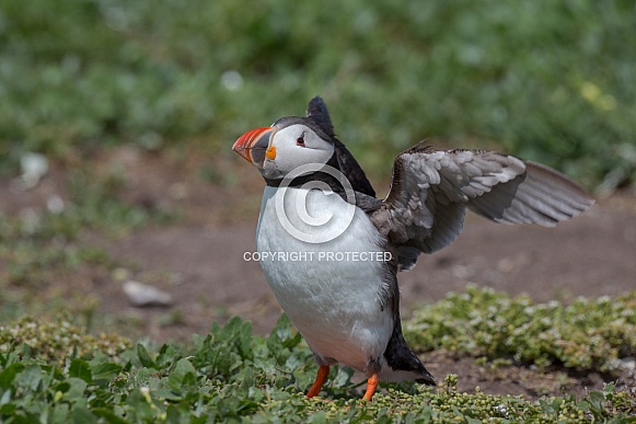 Puffin the birds from the arctic.