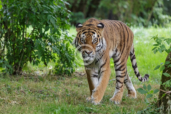 Amur Tiger Amur Tiger