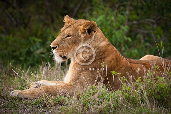 Lioness resting