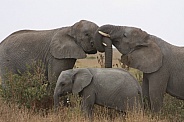 African Elephant