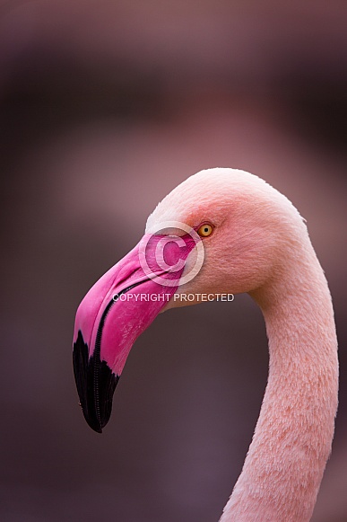 Flamingo Flamingo