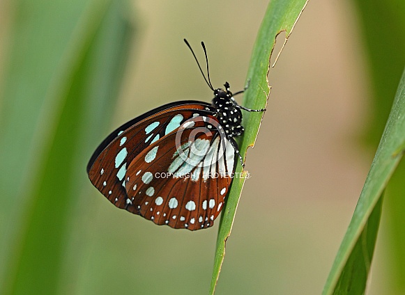 Forest Queen Forest Queen