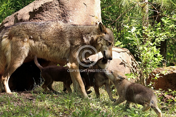 Wolf and Wolf Pups