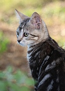 Serious Kitten Profile