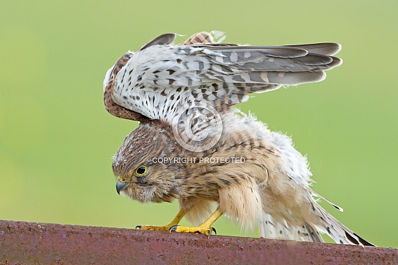 The European common kestrel