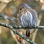 Northern Pygmy Owl side view on branch