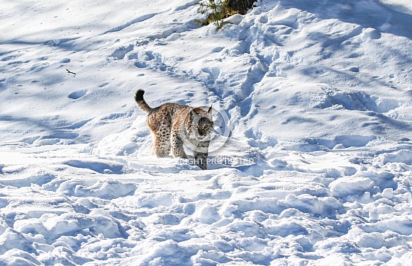 Siberian Bobcat in the snow