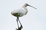 The Eurasian spoonbill