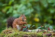 Red Squirrel