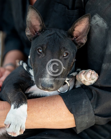 Brindle mini bull terrier puppy