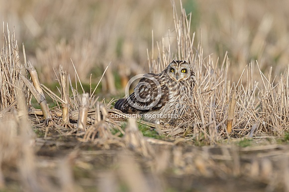 The short-eared owl (Asio flammeus) The short-eared owl (Asio flammeus)