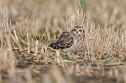 The short-eared owl (Asio flammeus)