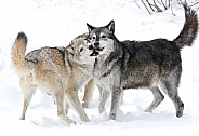 Wolf