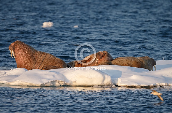 Walrus at Spitsbergen