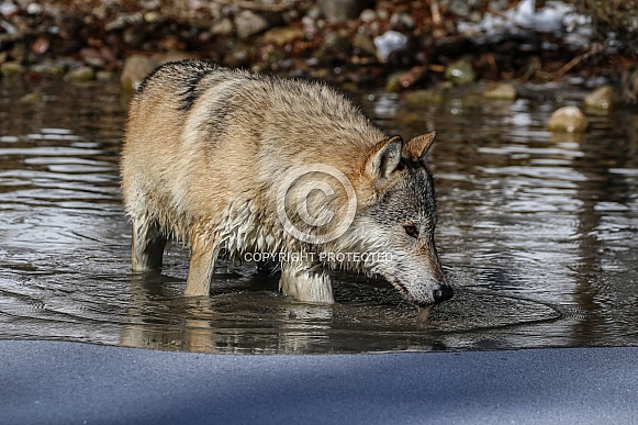 Gray or grey wolf in winter Gray or grey wolf in winter