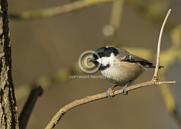 Coal Tit