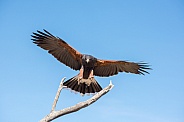 Harris's Hawk in Flight #4