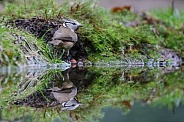 The crested tit or European crested tit