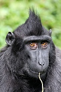 Crested macaque (Macaca Nigra)