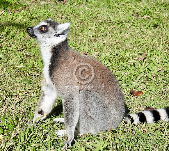 Ring-tailed lemur
