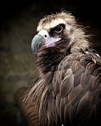 The Cinereous Vulture