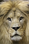 Lions – Wildlife Reference Photos for Artists